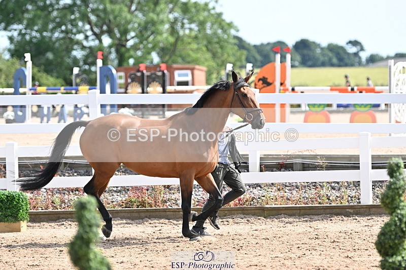 240717A-155819-03234 - Trot Up 3pm to 4pm