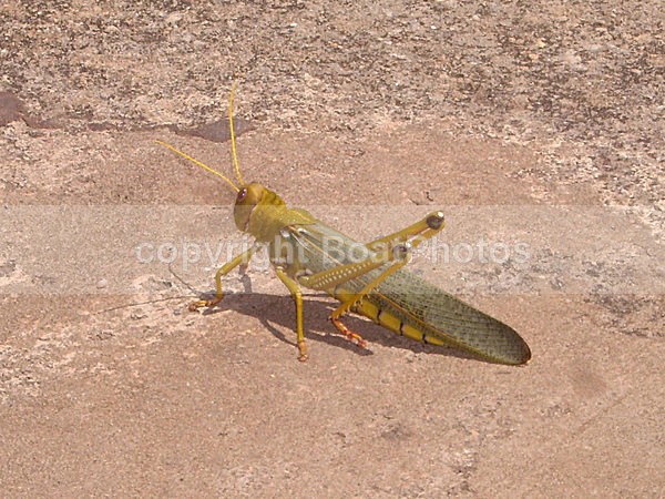061210 Cabadelo Grasshopper - ATLANTIC CROSSING 2006