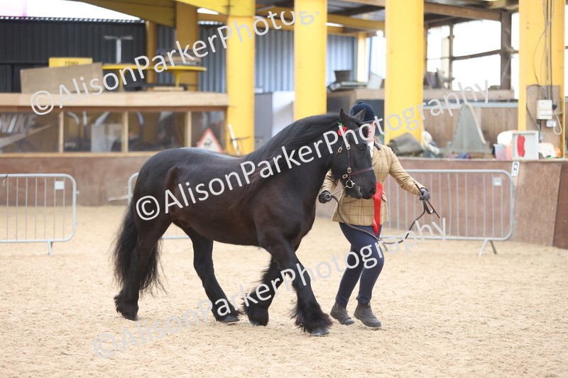 20251109-1113 - Class 29 - Geldings 4 Years and over