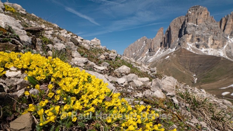 Vitaliana (Androsace vitaliana = Vitaliana primuliflora - Flowers in the Landscape