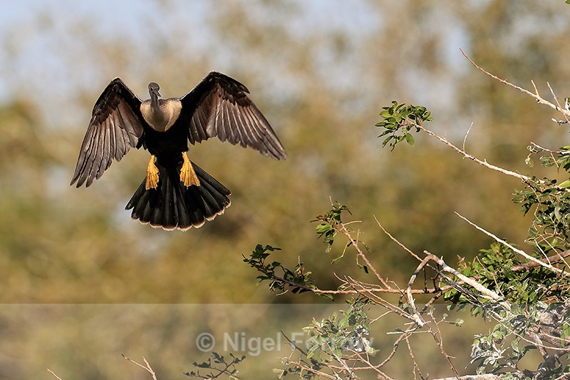 Anhinga looking to land at Venice Rookery, Florida - Anhinga