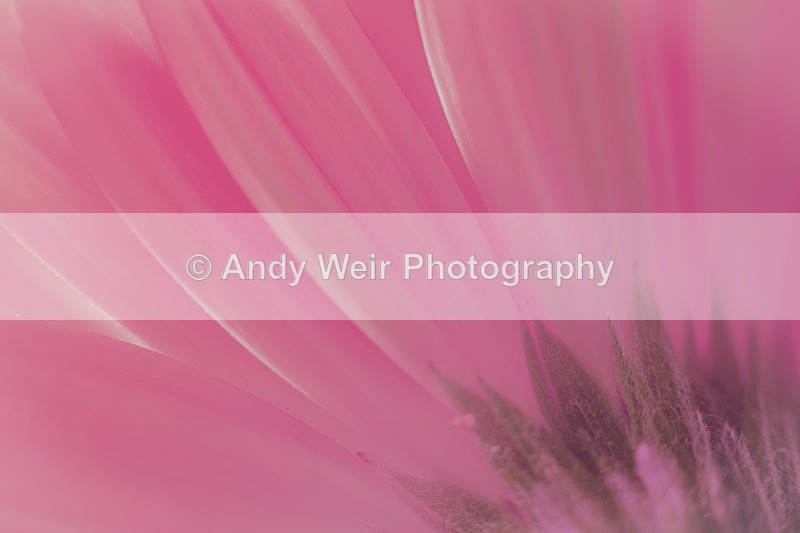 20140506-3K8A1004-2961 - Plants & Flowers