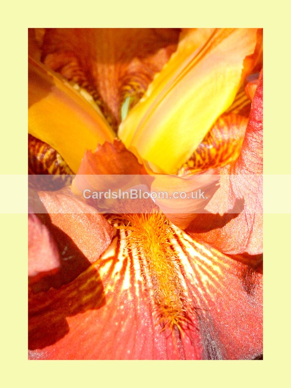 004 Bearded Iris - IRIS EXHIBITION