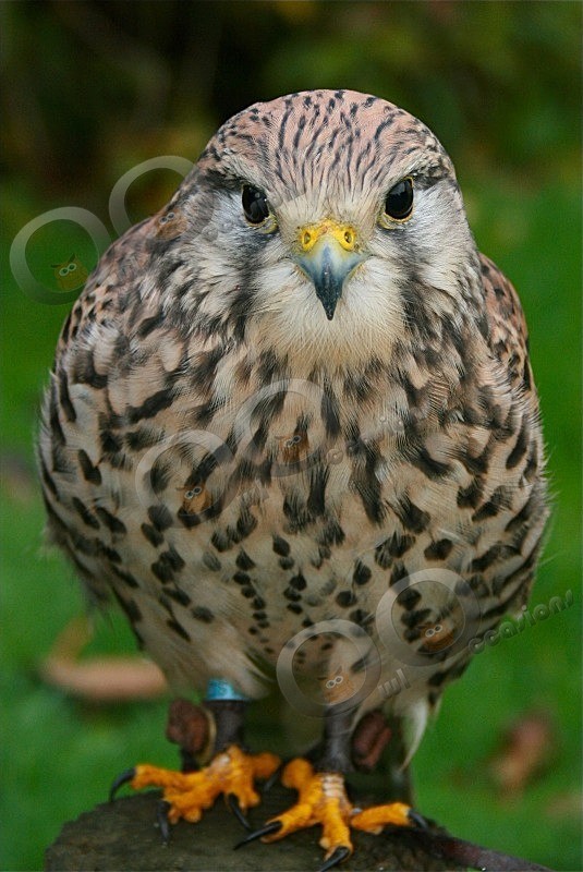 Kestrel