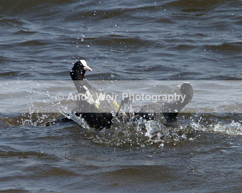 20110430-IMG_5222 - Rails & Coots