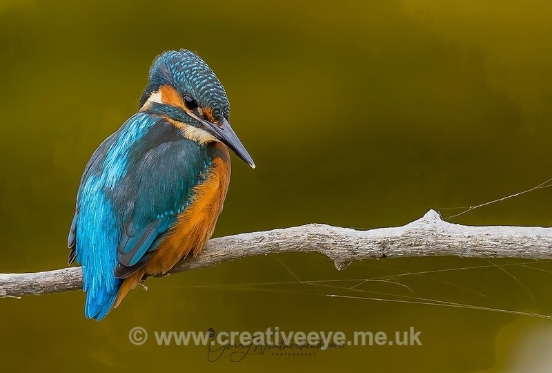No.0069. 'Watching & Waiting' - Animal world