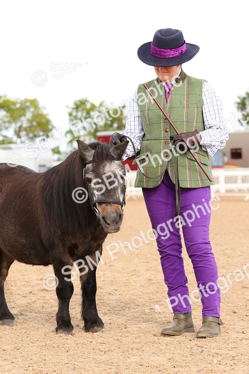 SBM_10316 - Class 206 - IH Non Show Type Pony