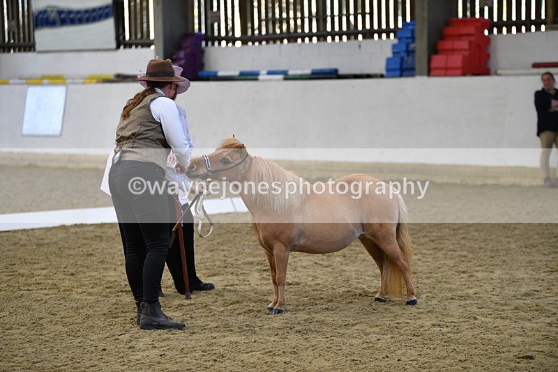 WJ5_3864 - Class 5 In Hand Veterans