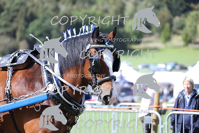 APP_3587 - Class 7 Turnout for a single or pair