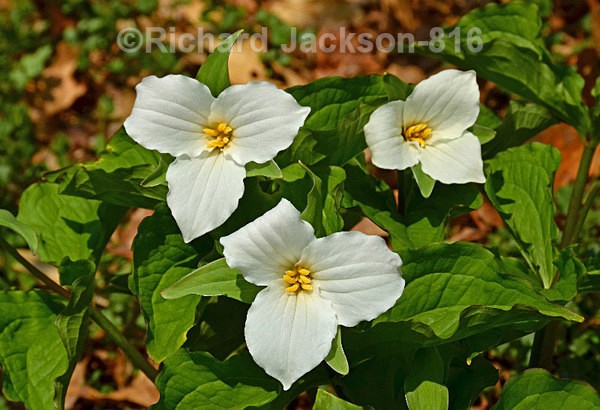 3 Trilliums - Flowers