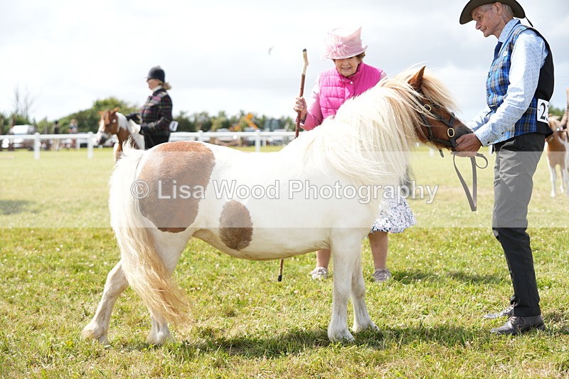 DSC06944 - Class 60: Coloured Pony 4yrs & over