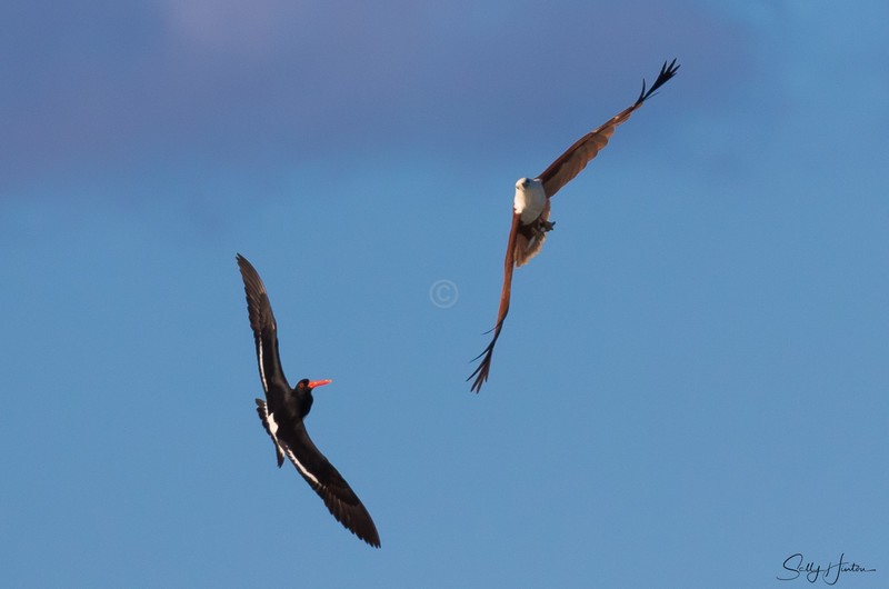 Brahminy Kite versus Oystercatcher 1