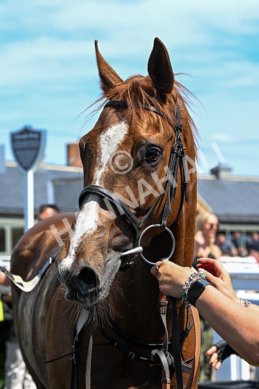 300526-Race 1-Forest Phoenix-0266 - Race 1 13.55pm Pennine Brewing Company Novice Stakes