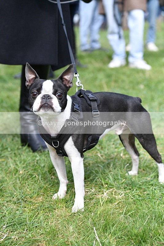 WJ5_0586 - Class 7 Best Terrier