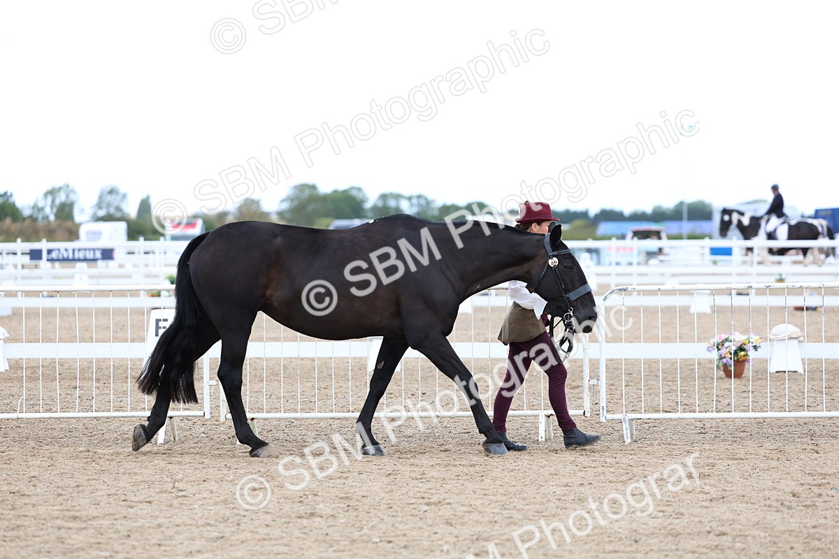 SBM_04996 - Class 27 - IH Competition Horse or Pony
