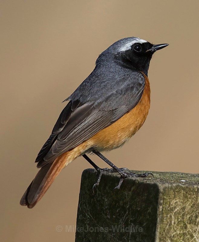 Common Redstart Male - REDSTARTS 2025
