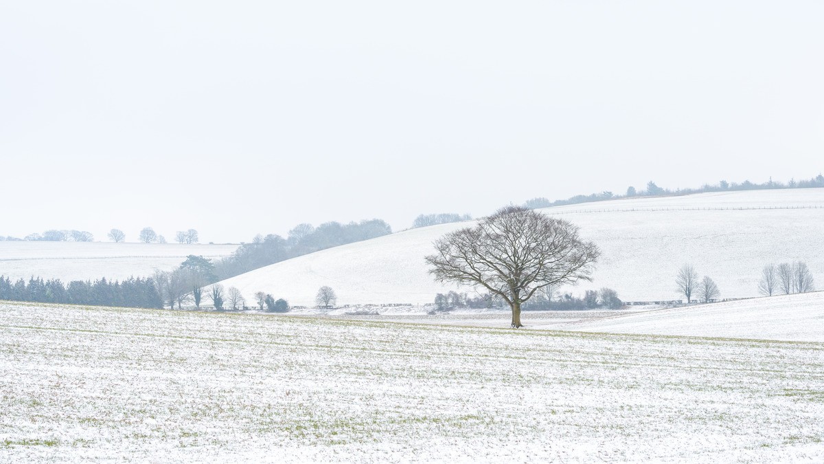 Flurry - South Downs - WINTER