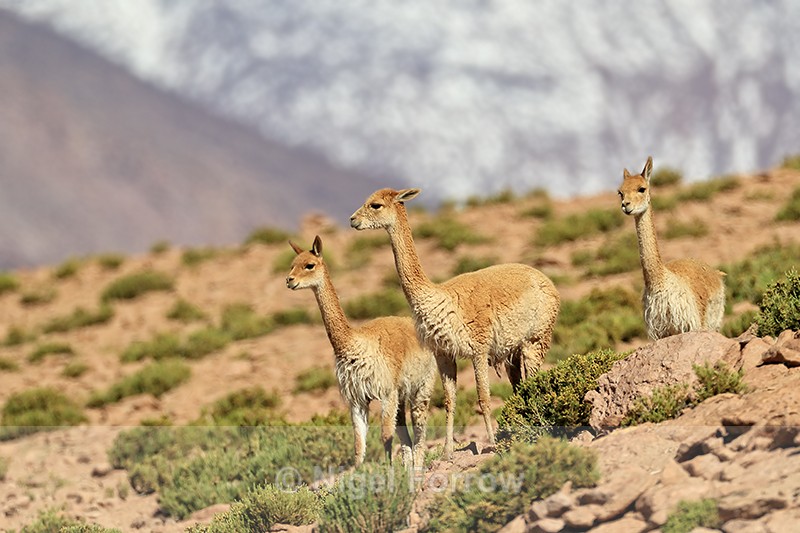Three Vicunas, high Andes, Chile - Vicuna