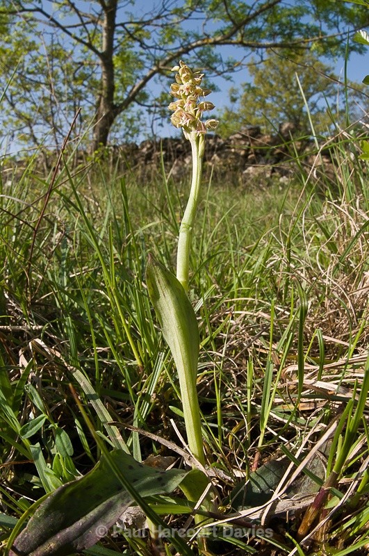  - Orchids - Various