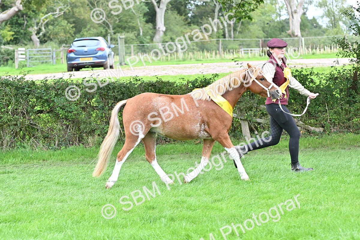 SBM_64978 - In Hand Pony & Younstock Supreme Championship