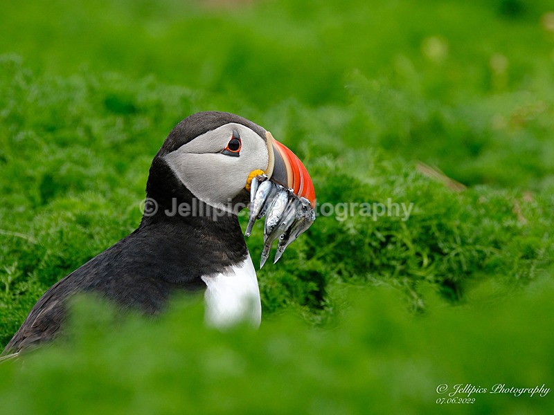  - Wildlife and Nature
