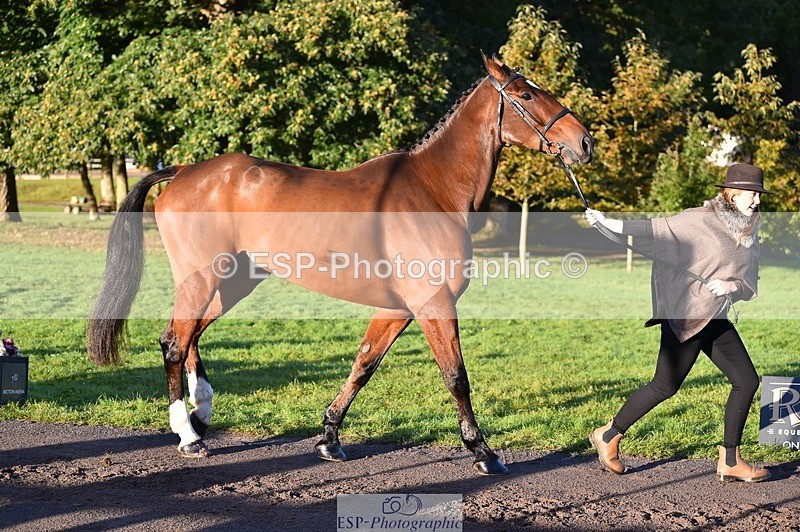 231022-090322-21532 - 627-UNNAMED.(815881)-Pollyanne.Adams-TrotUp+SJ