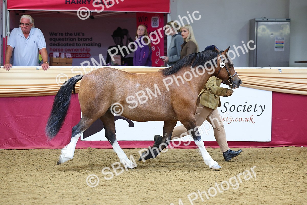 SBM_22690 - Class 903 - Supreme Final - IH Pre Vet