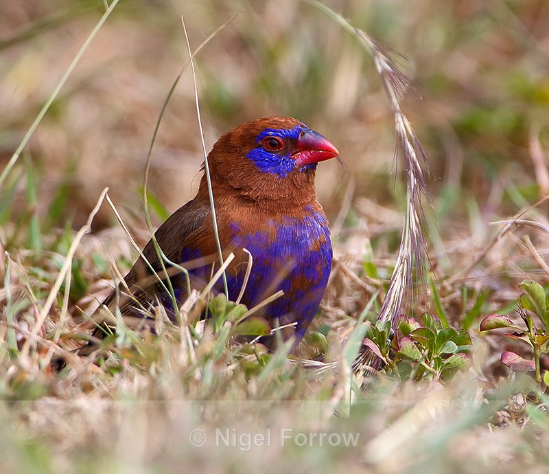 Purple Grenadier (male) - Purple Grenadier