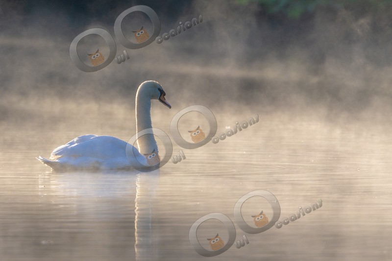 mute swan cygnus olar-5810 - UK birds