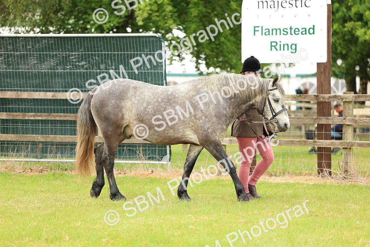SBM_04087 - Class 64-67 - Shetland Pony In Hand