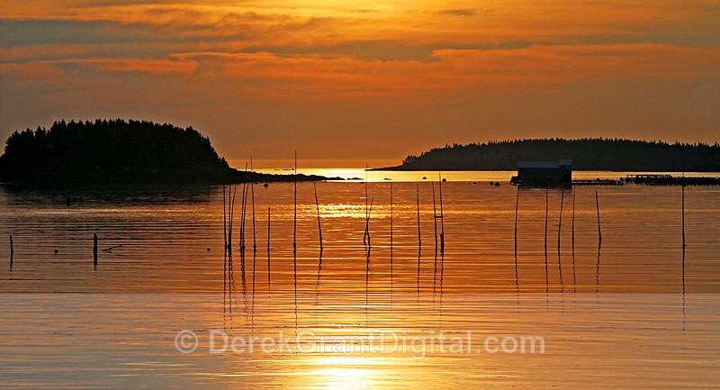 Fishing Weir Deer Island , New Brunswick - Fundy Postcards
