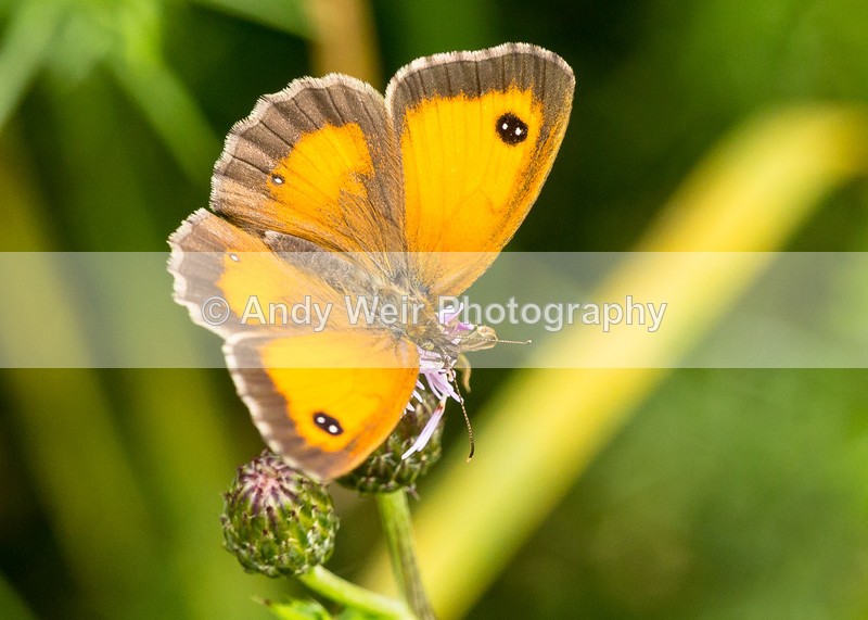 20160726-3K8A5979 - Butterflies & Moths