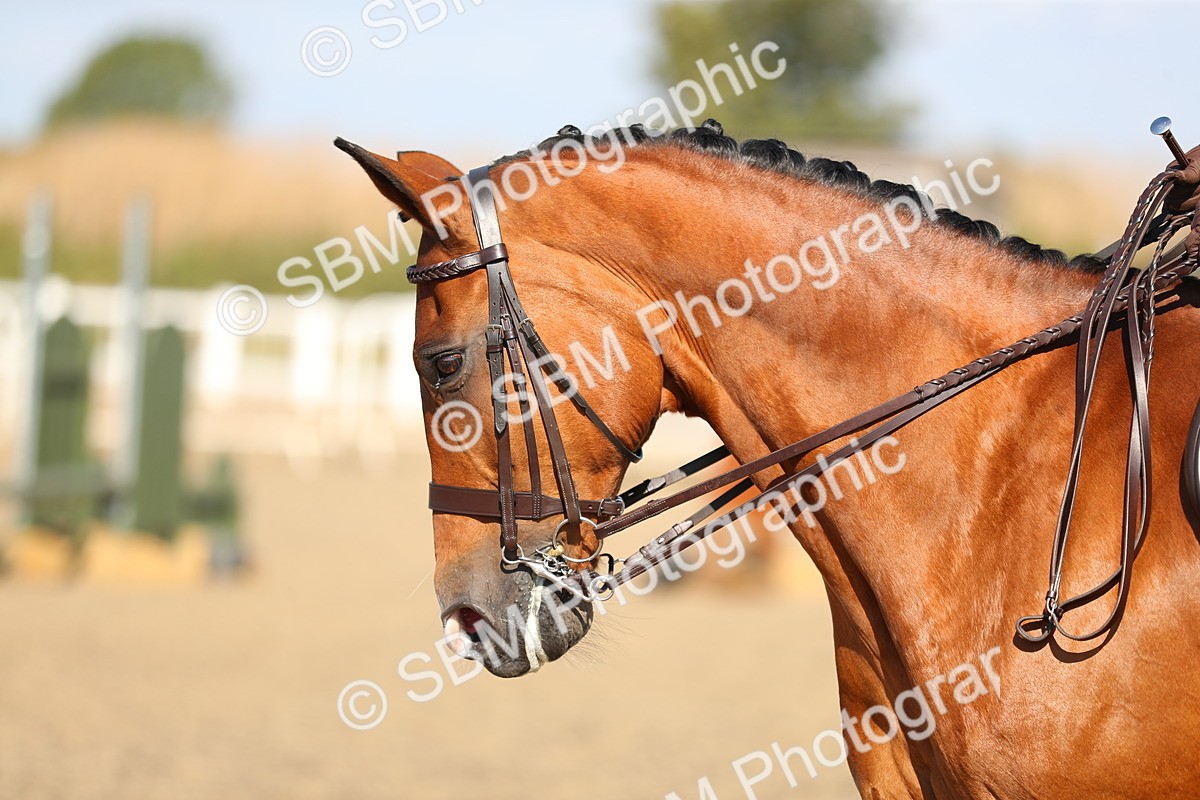 SBM_02276 - Class 43 Ridden Competition Horse/Pony