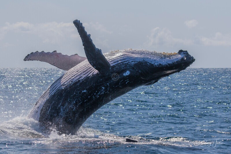 0A3A3397 - 2024 Whale Photos
