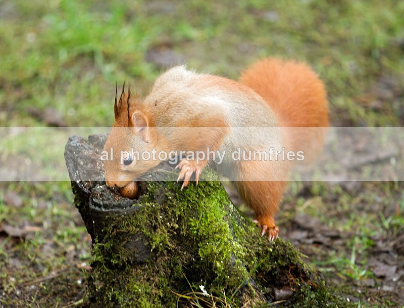 Red Squirrel 14 (disambiguation). - Eskrigg Nature Reserve Lockerbie