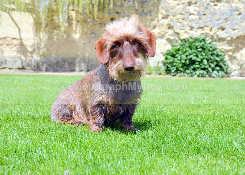 - Dachshunds