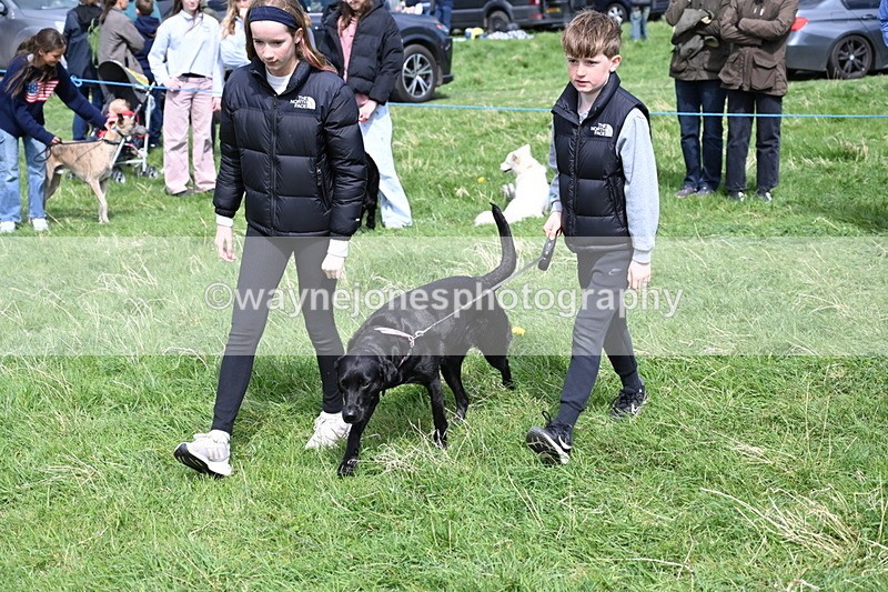 WJ6_9038 - Class 8 Best Working / Gun Dog or Bitch