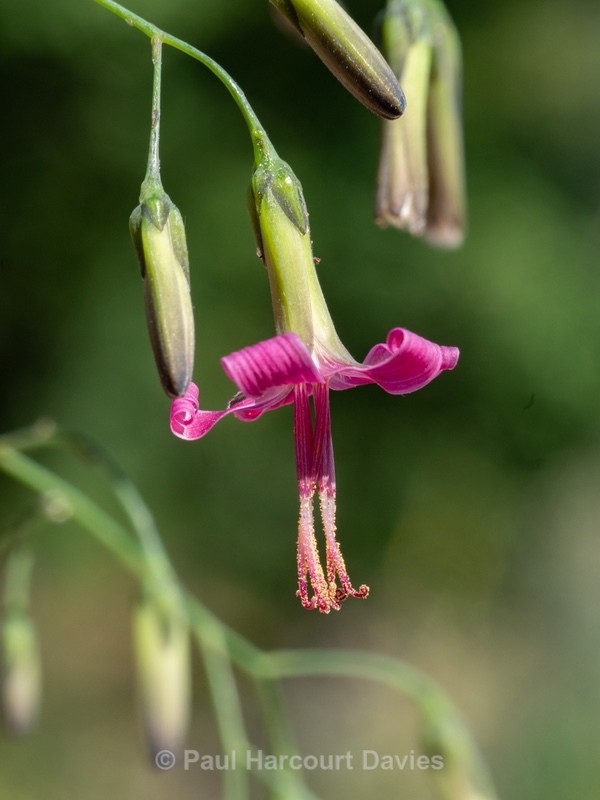 Purple mountain lettuce (Prenanthes purpurea) - Gargano - Wild Flowers
