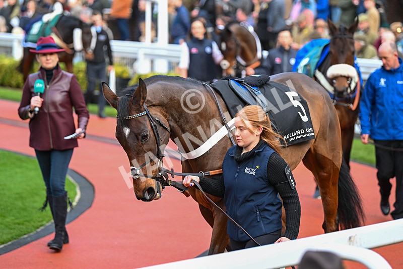 171124-Race 4-Paddock-Surrey Quest-3341 - Race 4