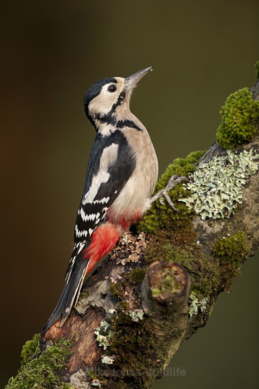 GS WOODPECKER REF WOOD 1 - 'WOODPECKERS'(Greater spotted woodpecker)