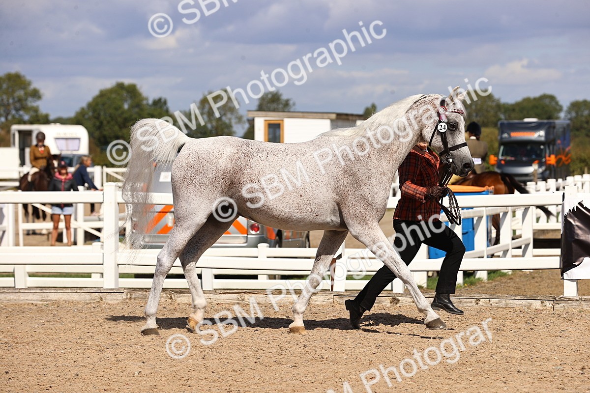 SBM_14376 - Class 412 - Handsomest Gelding (IH or Ridden)Adult