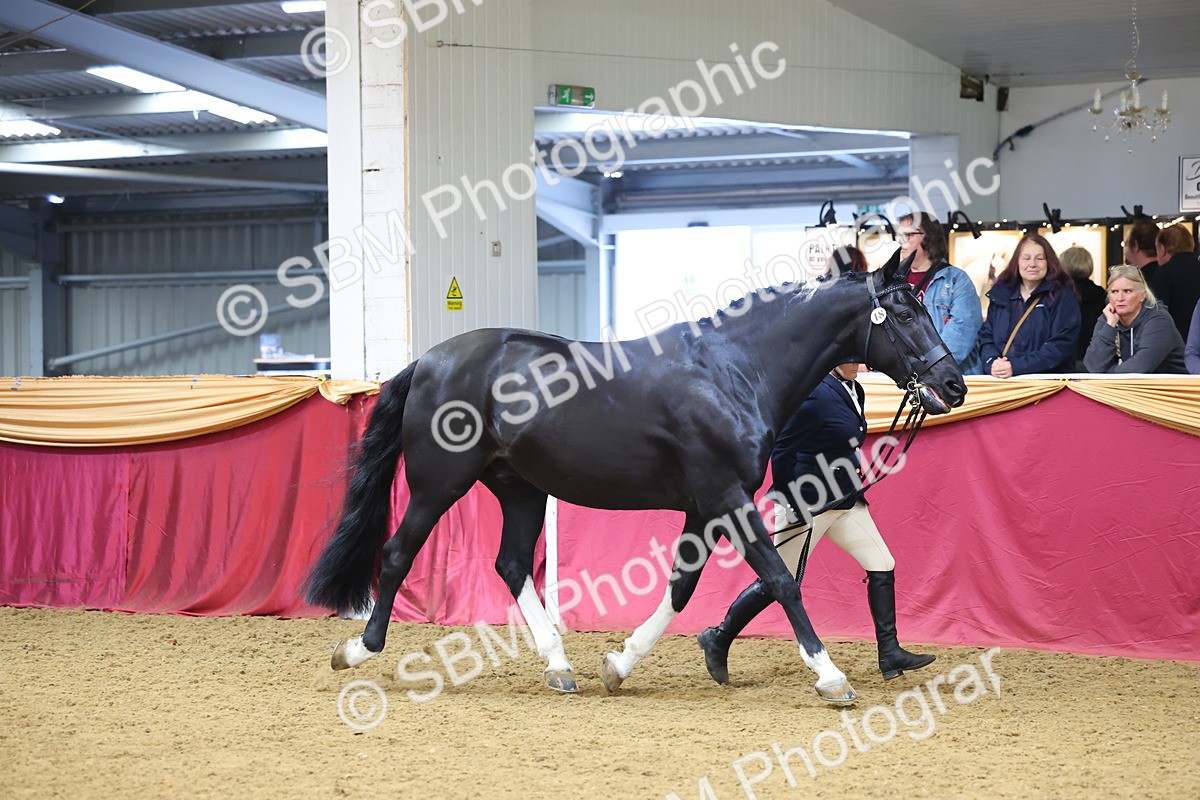 SBM_22657 - Class 903 - Supreme Final - IH Pre Vet