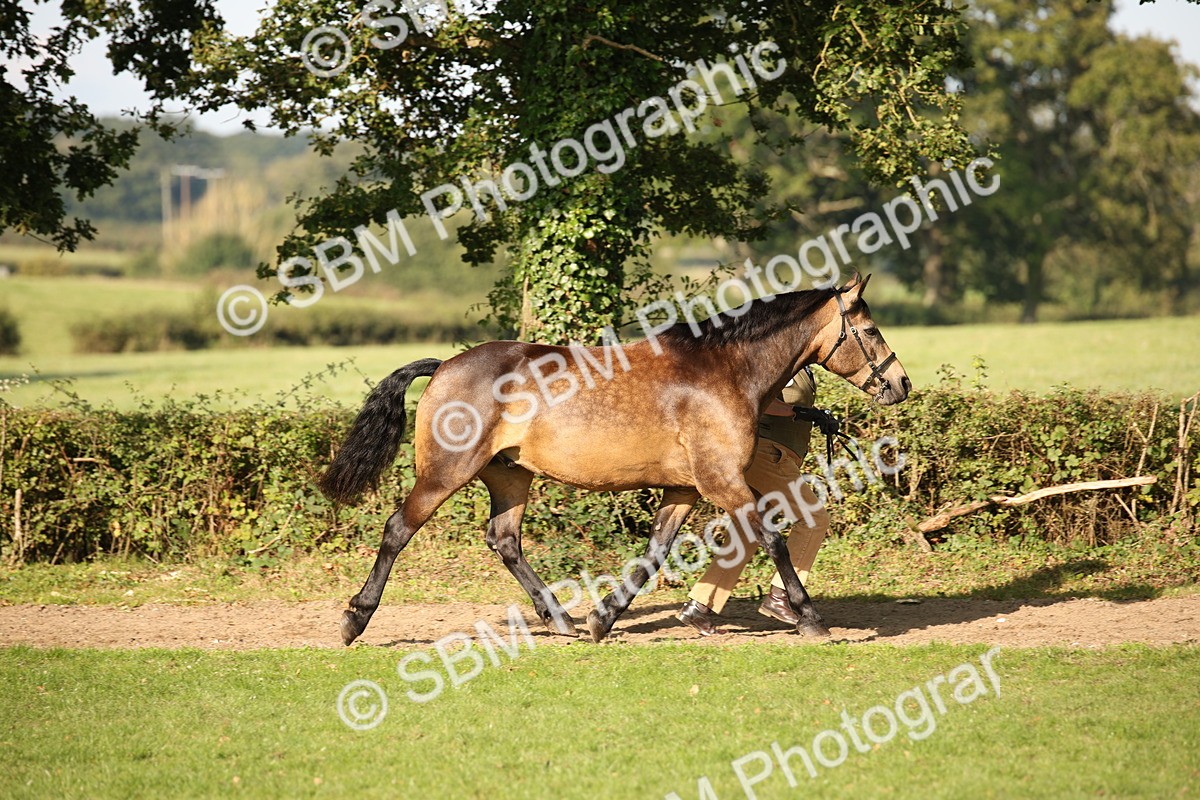 SBM_59352 - S52 - Other Coloured Horse In Hand