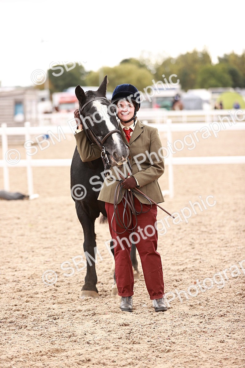 SBM_16194 - Class412 - Handsome Gelding (IH  or Ridden) Adult