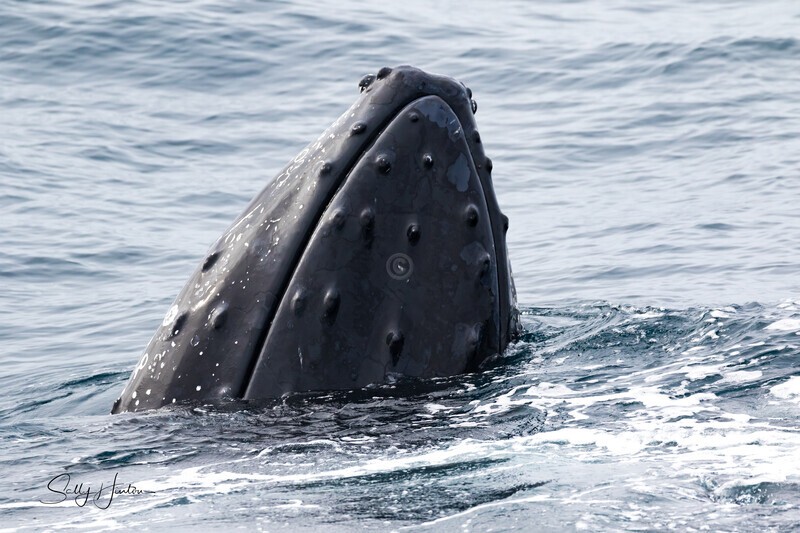 Spyhop 0A3A1200 - Humpback Whales