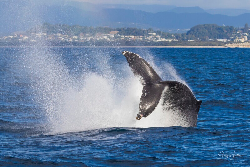 0A3A2480 Damaged Fluke - 2024 Whale Photos