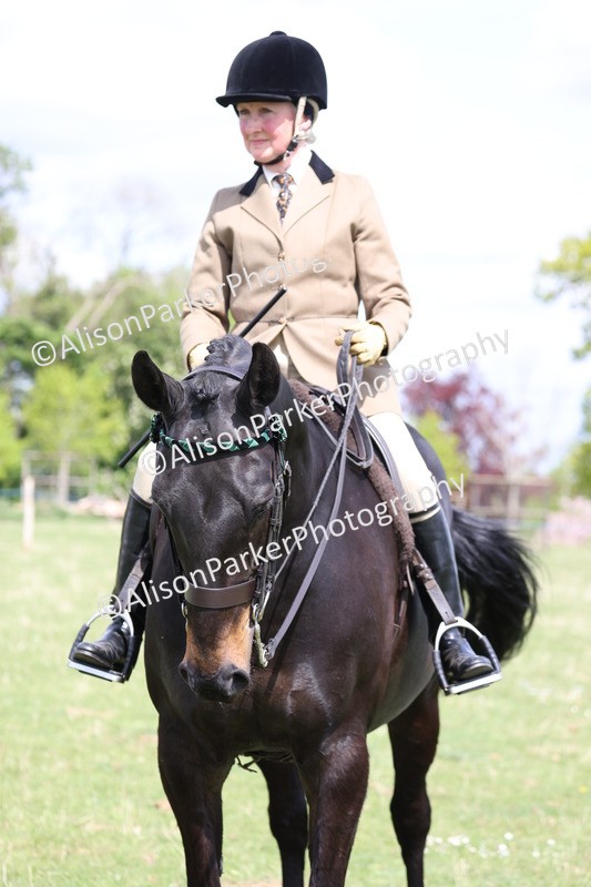20250427-4106 - Class 34 - Best Riding Horse Over 14.2hh