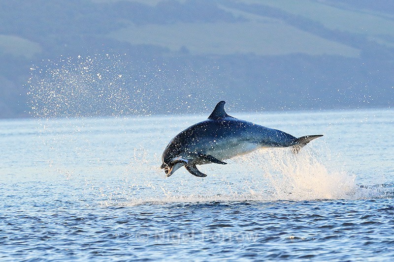 Bottlenose Dolphin jumps with fish, Chanonry Point, Scotland - Dolphin