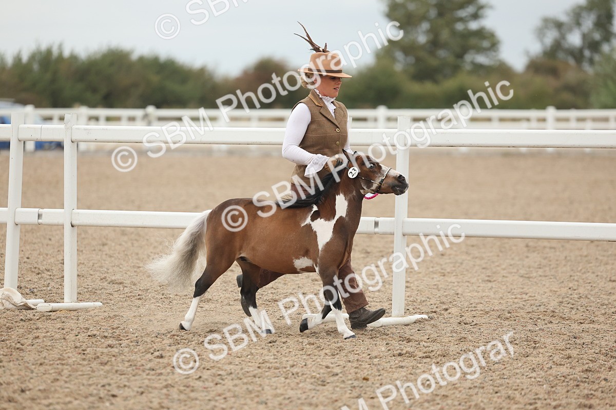 SBM_19472 - Class 317 - IH Pure Bred Horse-Pony