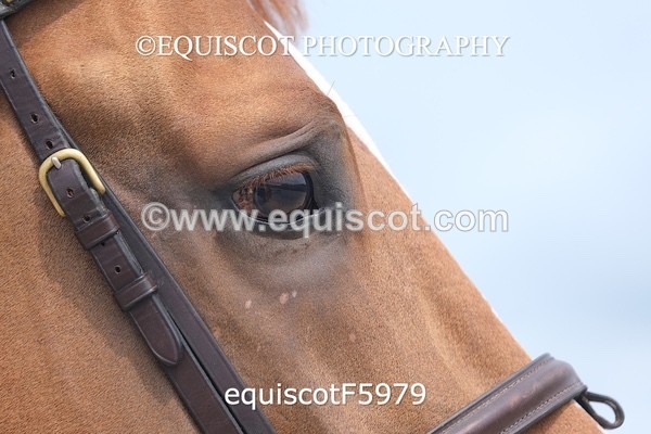 equiscotF5979 - STALLION SELECTION